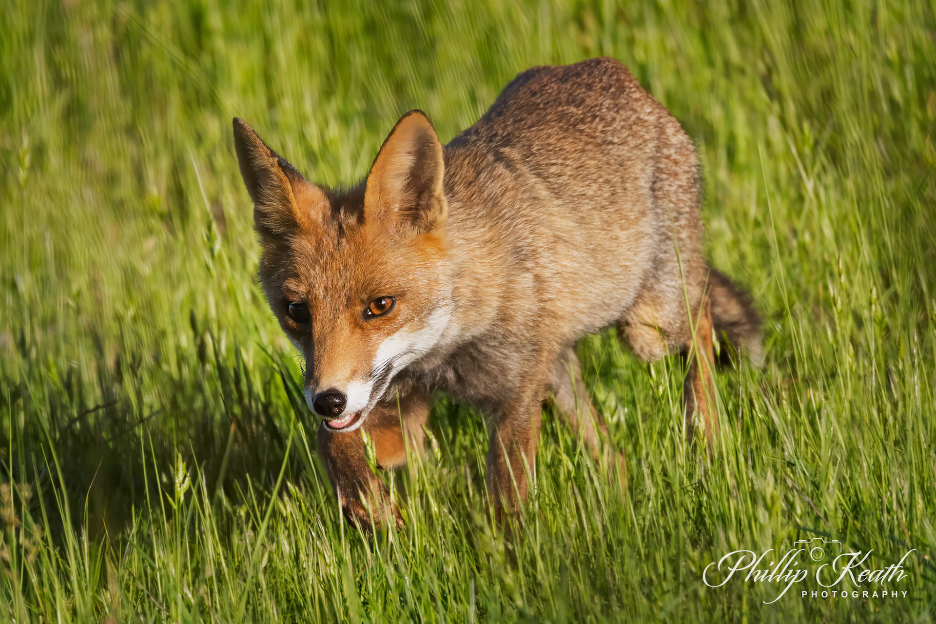 Red Fox On the Prowl Image 3