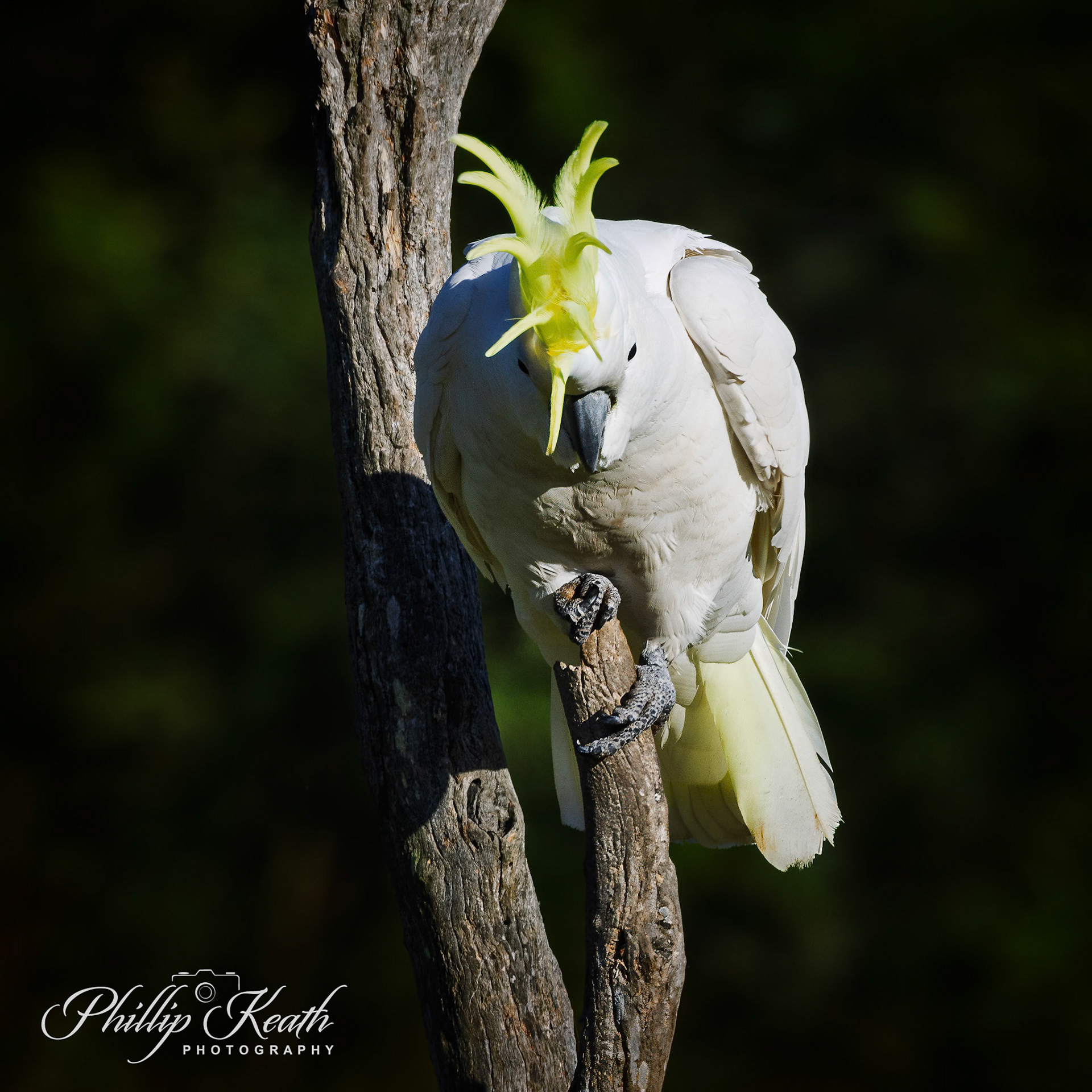 Sulpher Crested Cockatoo Image 11