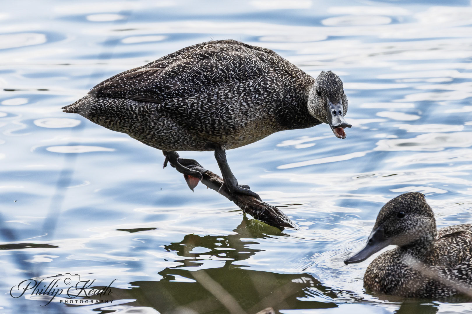 Freckled Duck Image 11