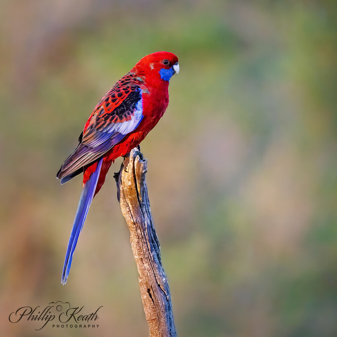 Crimson Rosella Image 24