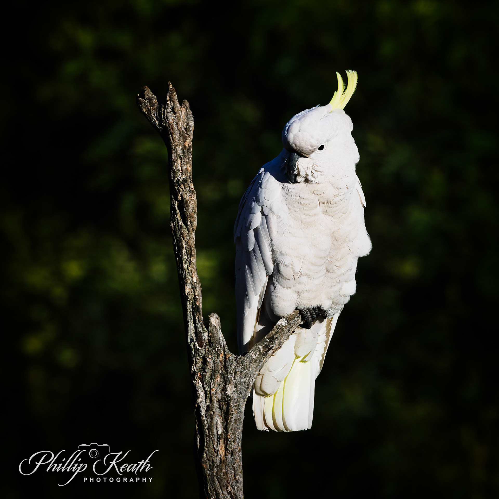 Sulpher Crested Cockatoo Image 10