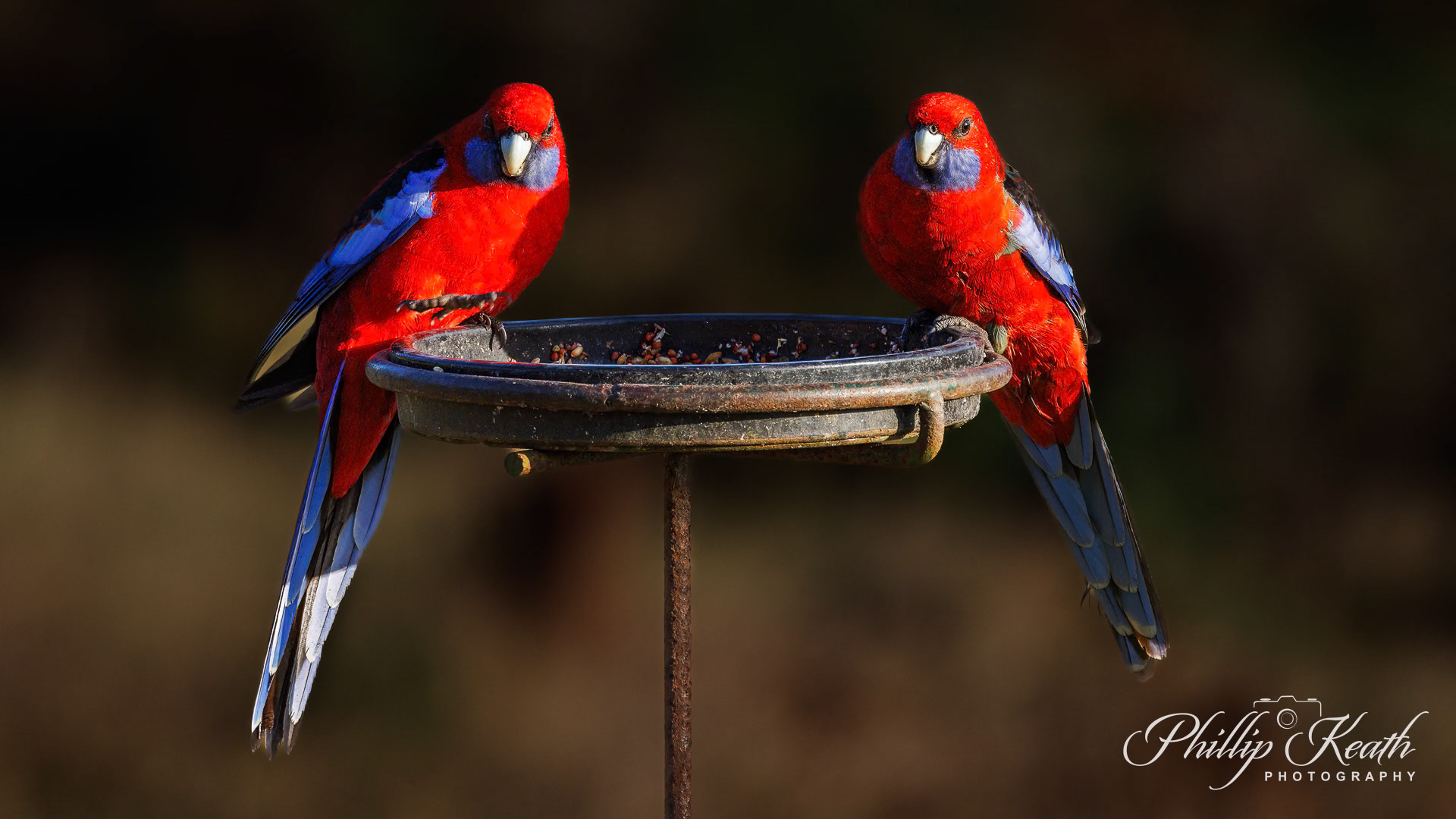 Crimson Rosellas feeding Image 23