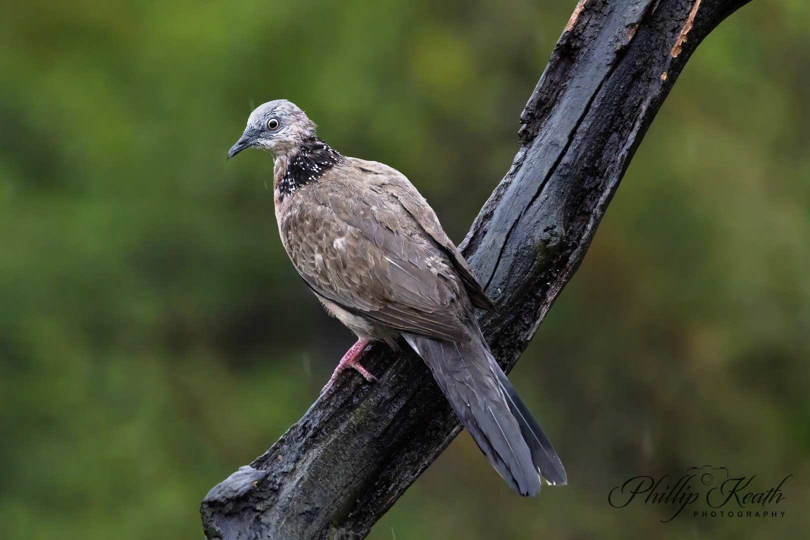 Spotted Dove Image 26