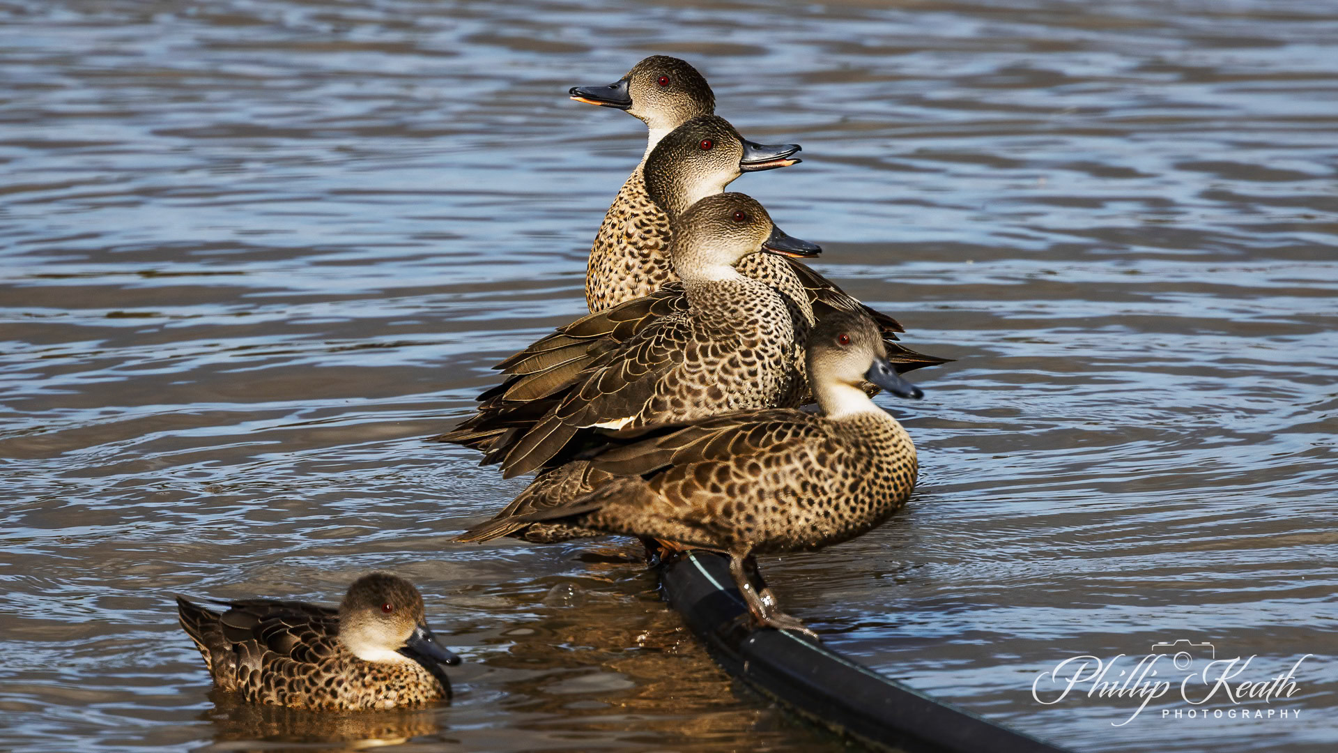 Grey Teal Image 14