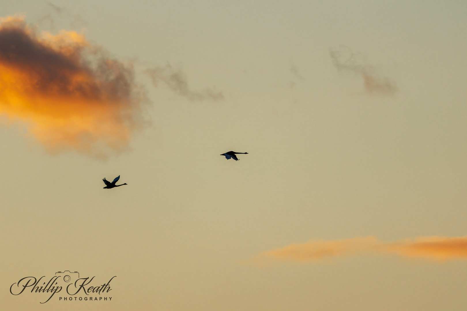 Sunset Swans Image 5