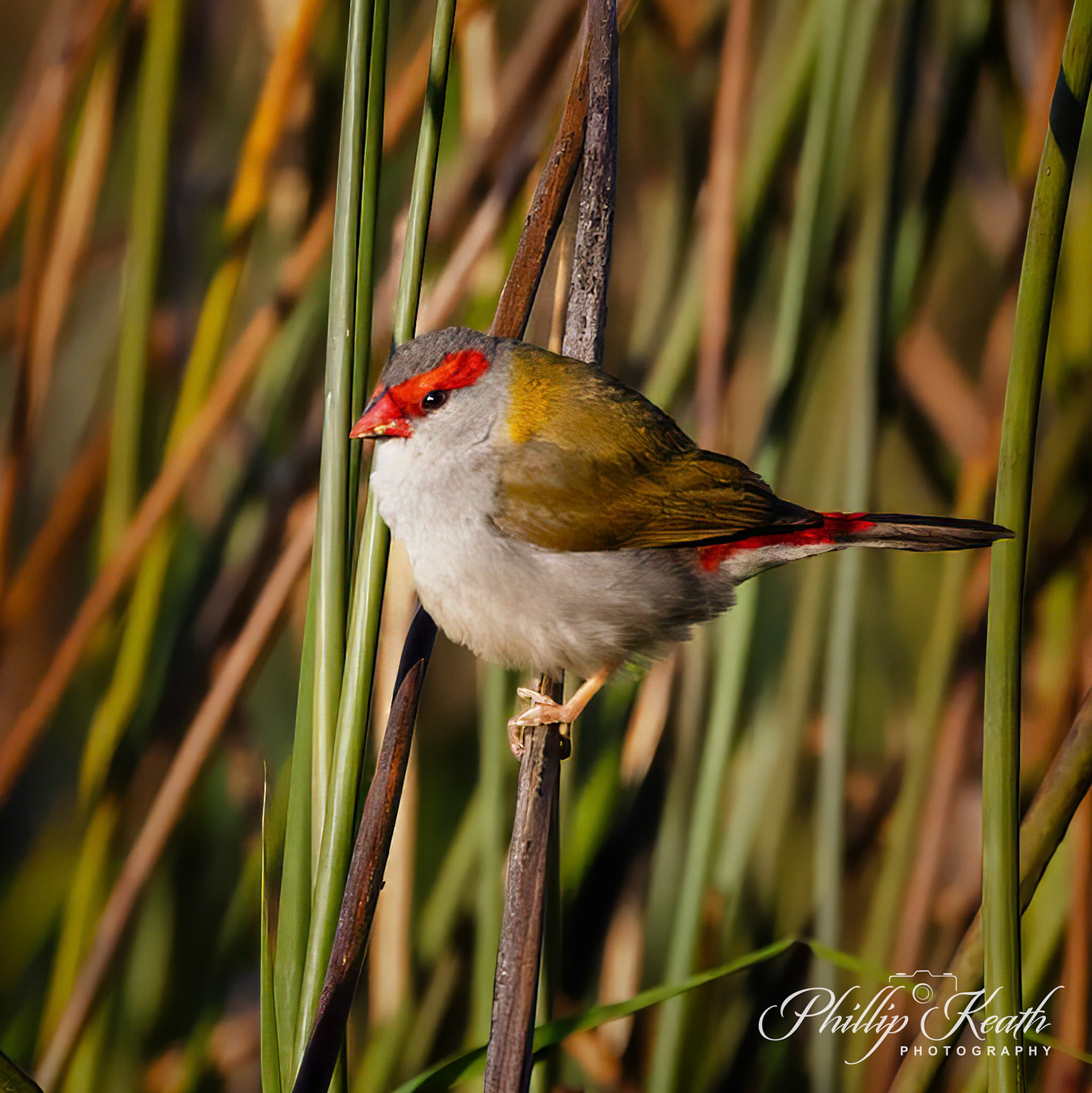 Red-browed Finch Image 5