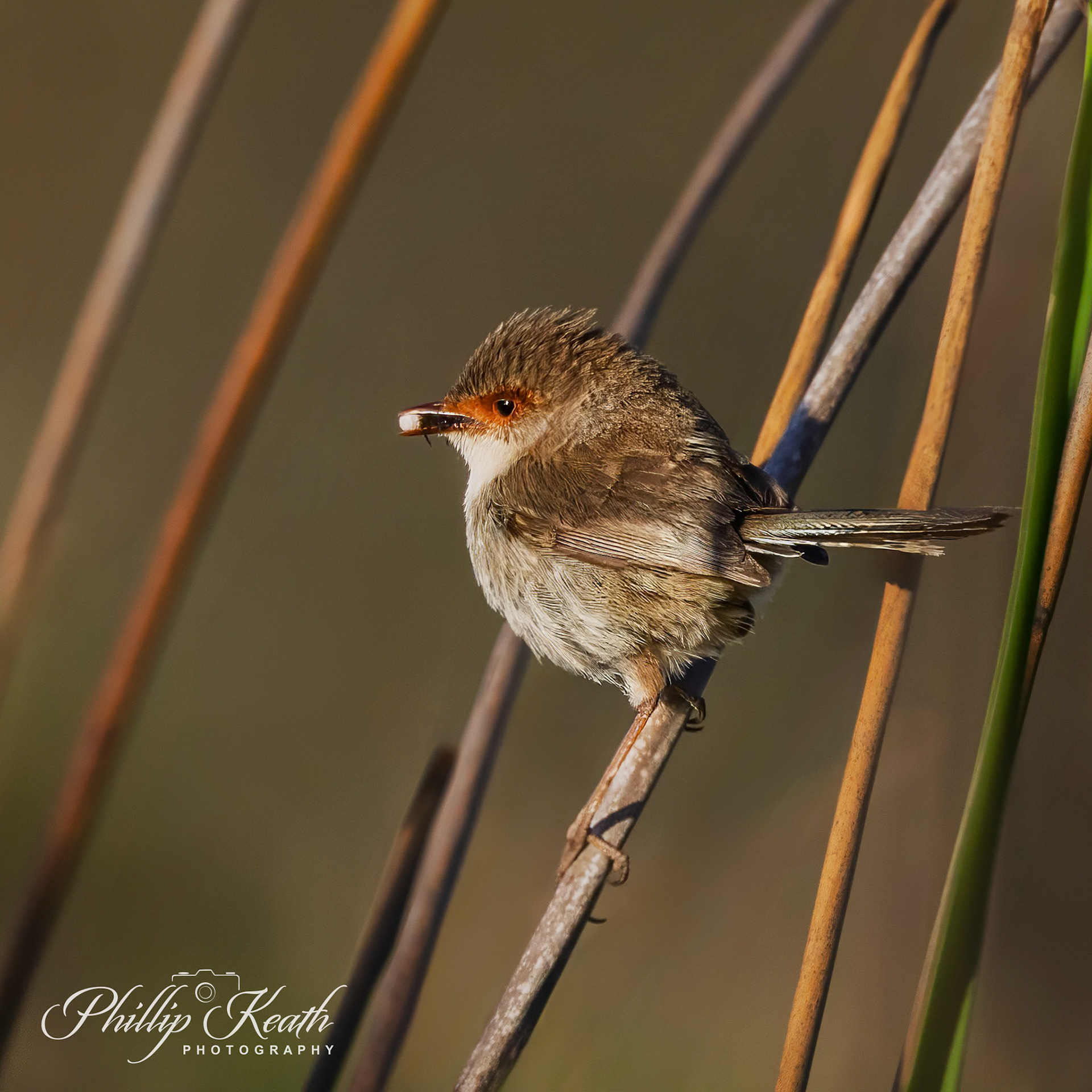 Female Superb Fairy-Wren Image 4