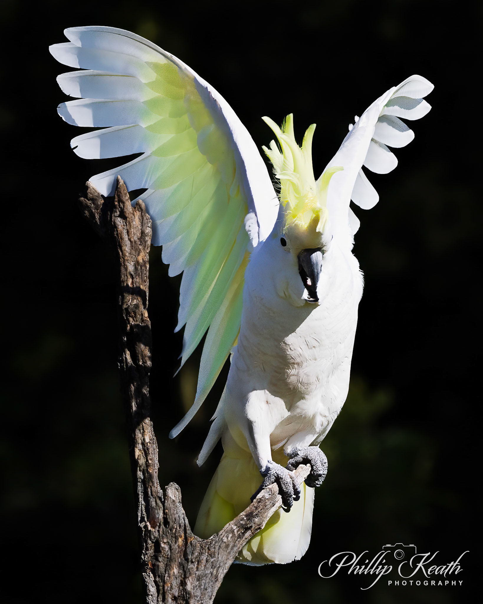 Sulpher Crested Cockatoo Image 13