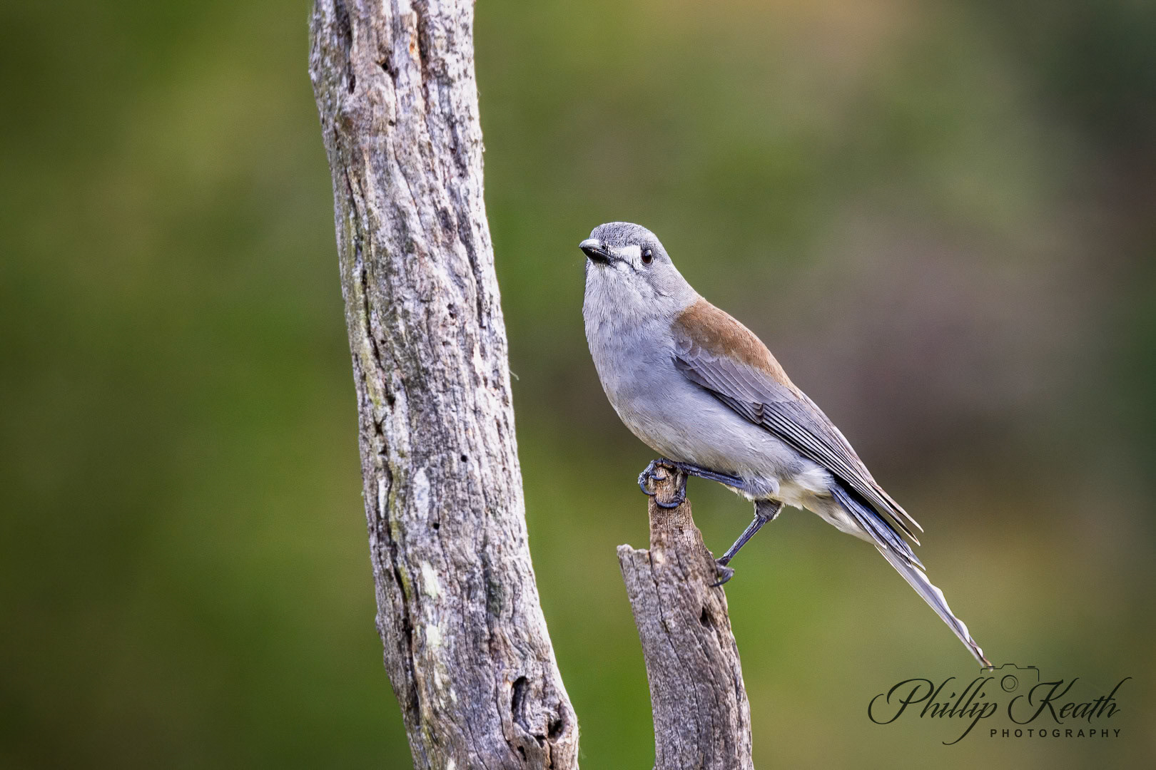 Grey Shrike Thrush Image 43