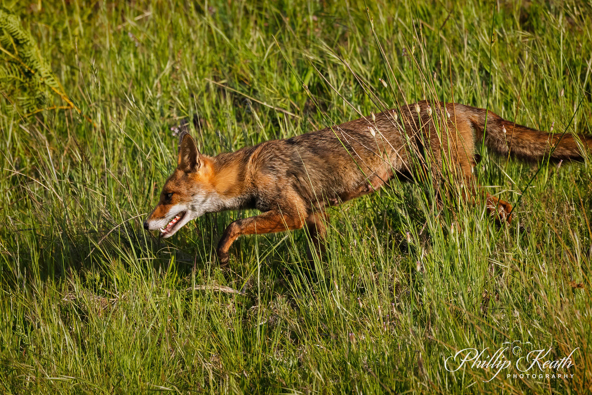 (Vulpes Vulpes) European Red Fox Image 1