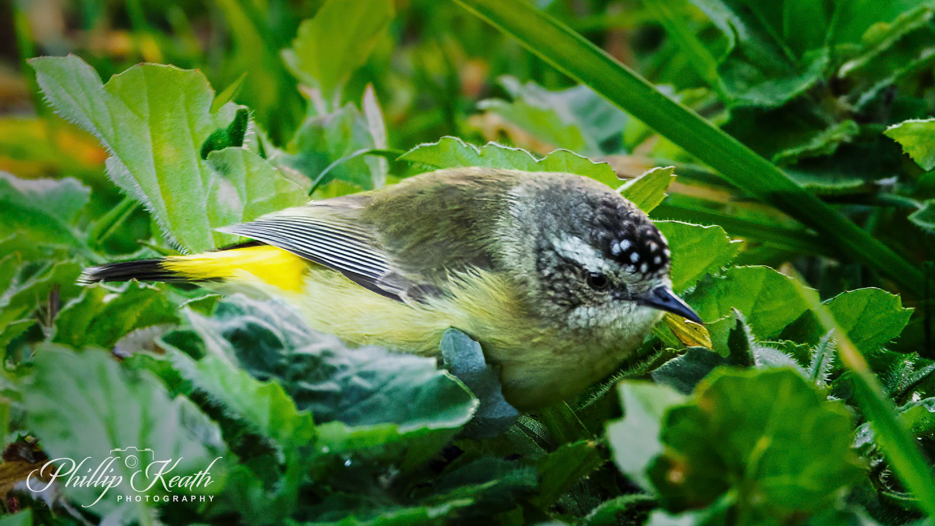 Yellow-rumped Thornbill Image 41