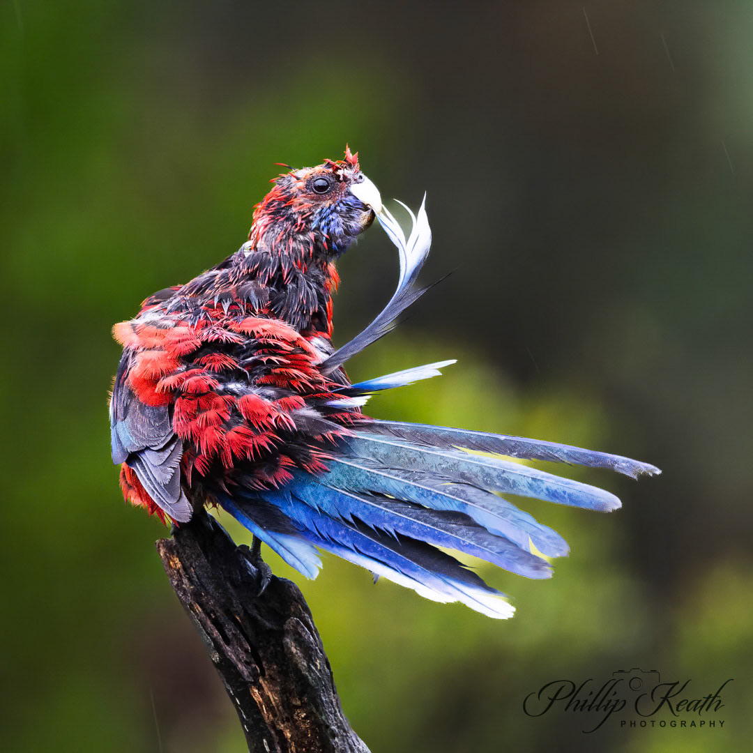 Crimson Rosella Bad Hair Day Image 20