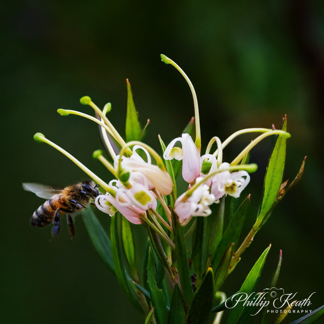 Bee Feeding on Grevillia Image 2
