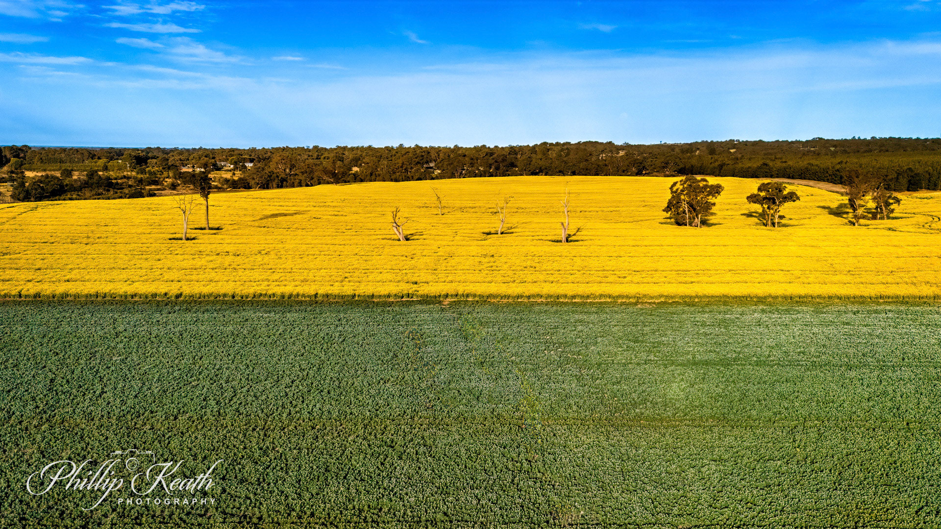Canola and Lupin Fields Image 16