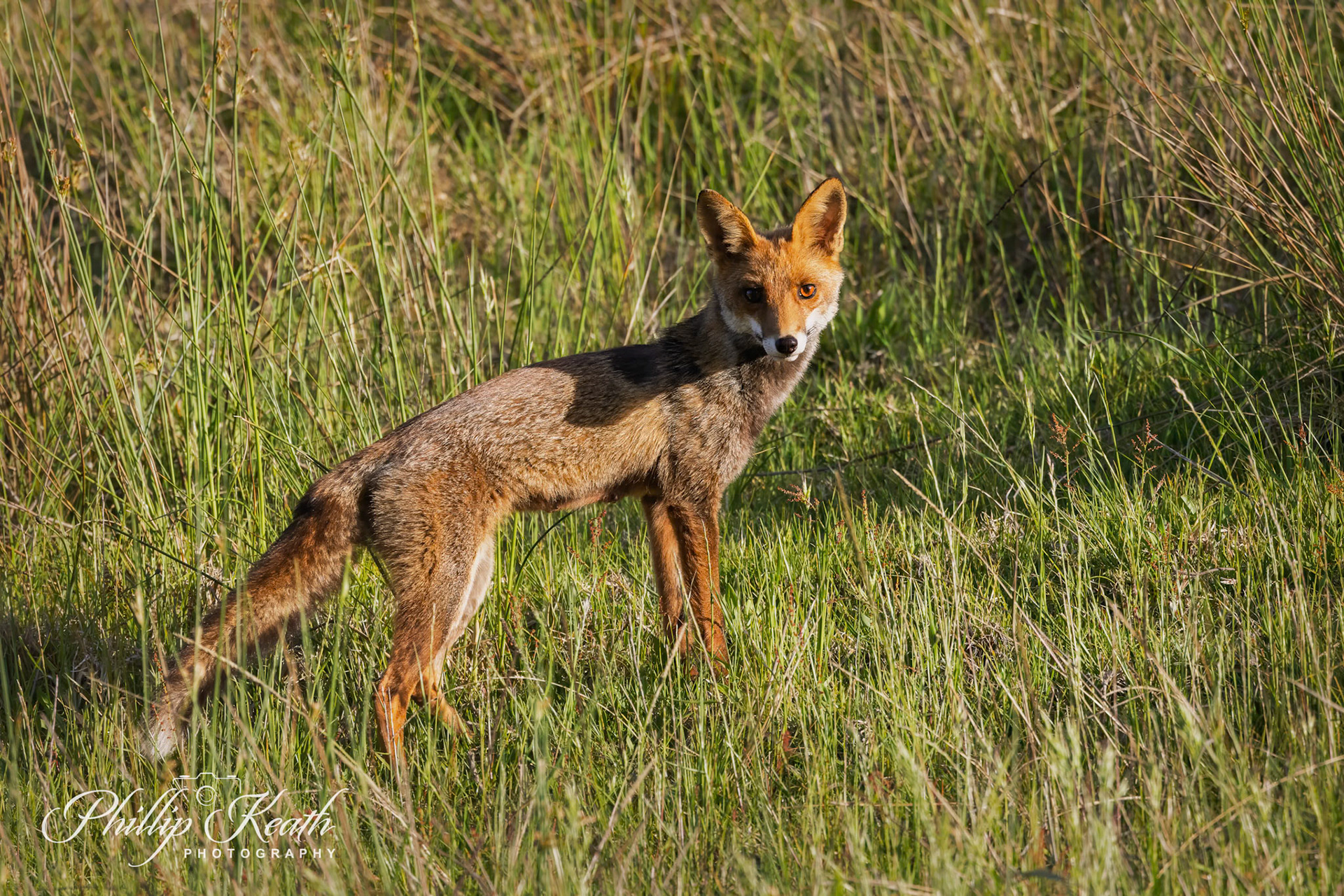 Red Fox Looking Back Image 4