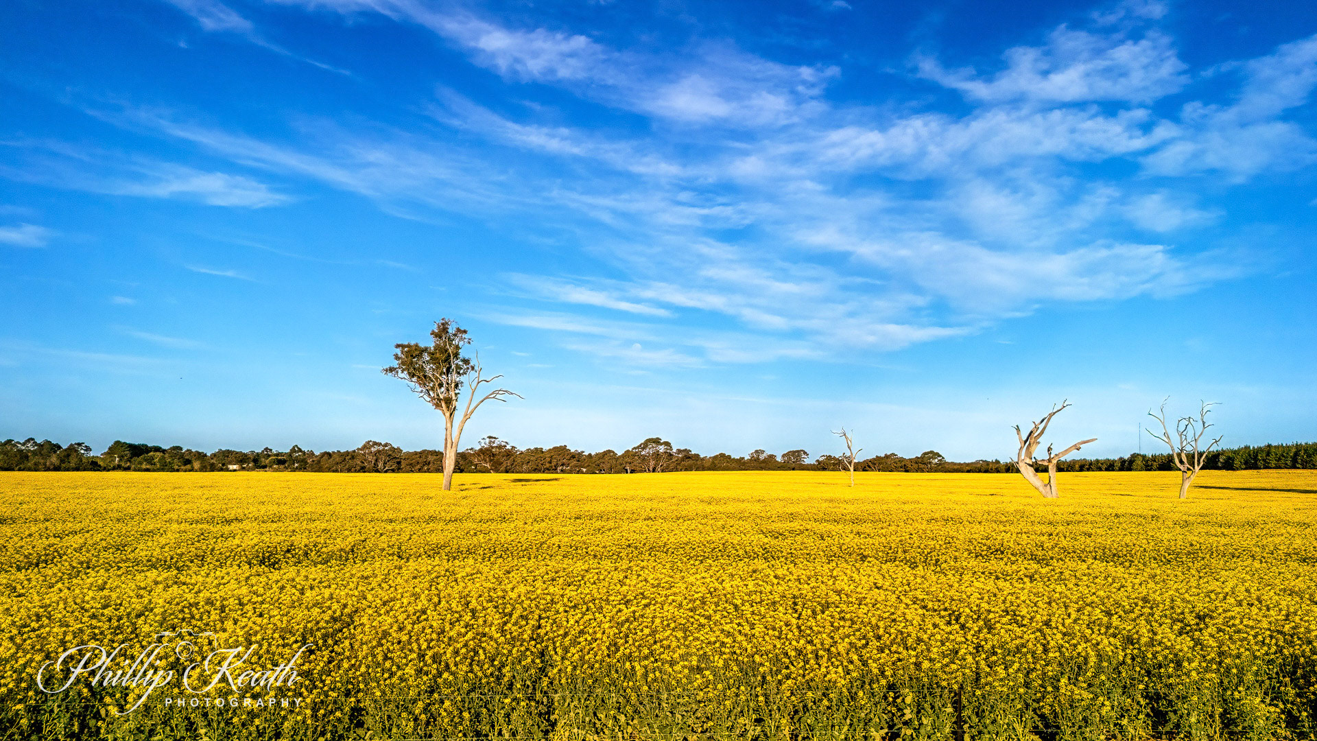 Field of Gold Image 19