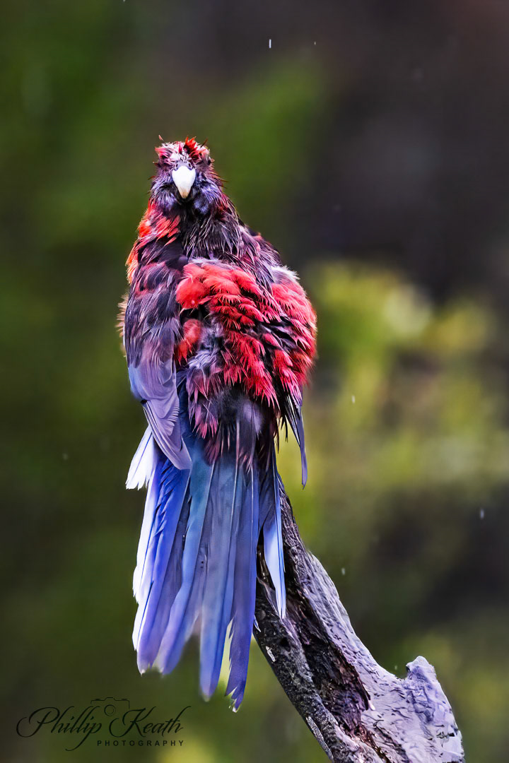 Crimson Rosella Image 22
