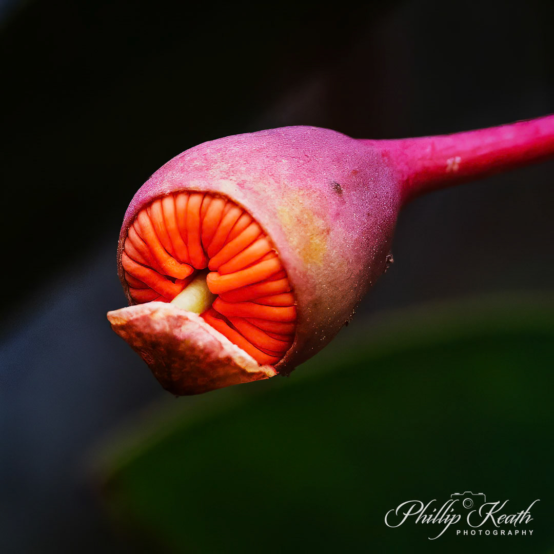 Flowering Gumnut Image 1