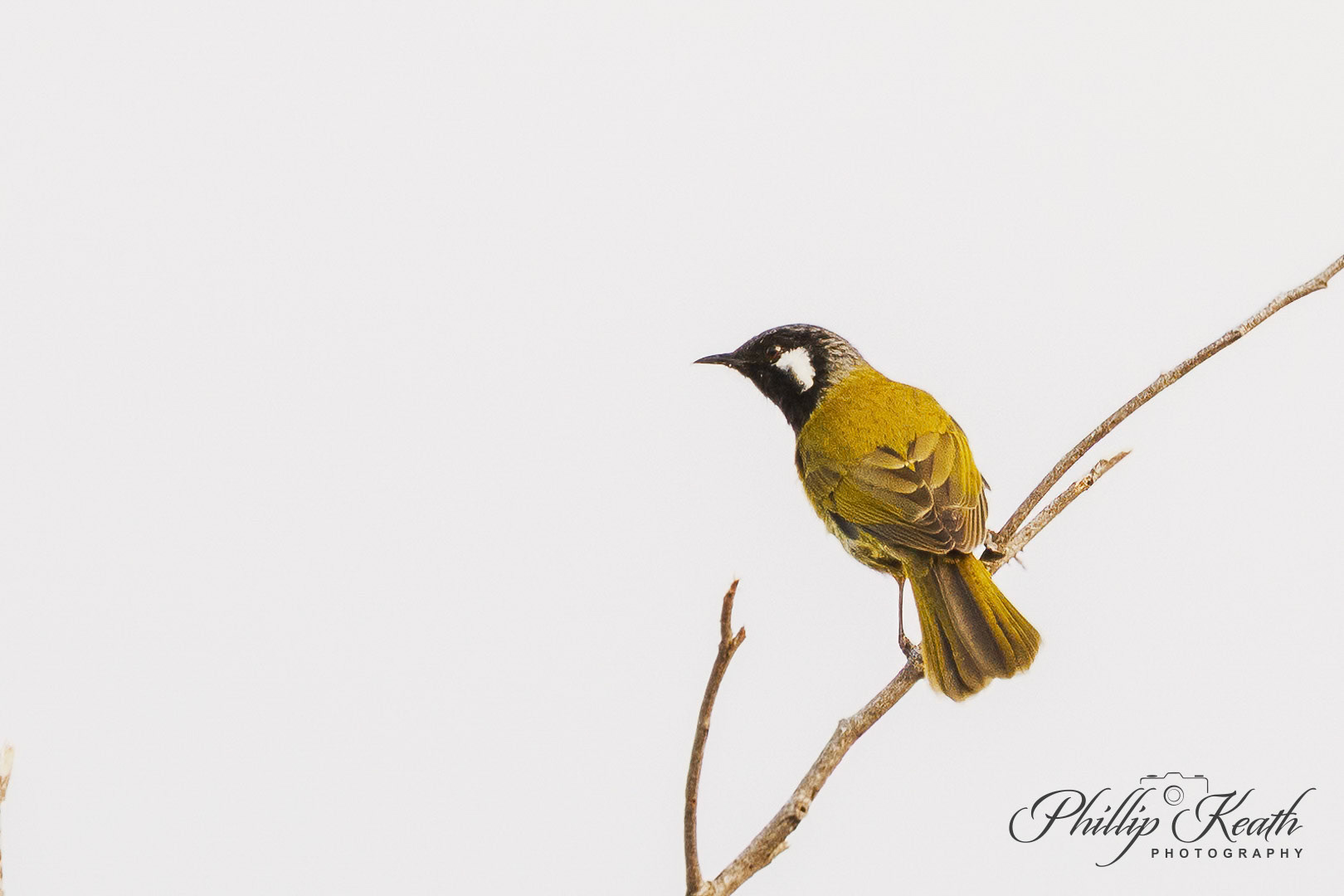 White-eared Honeyeater Image 30