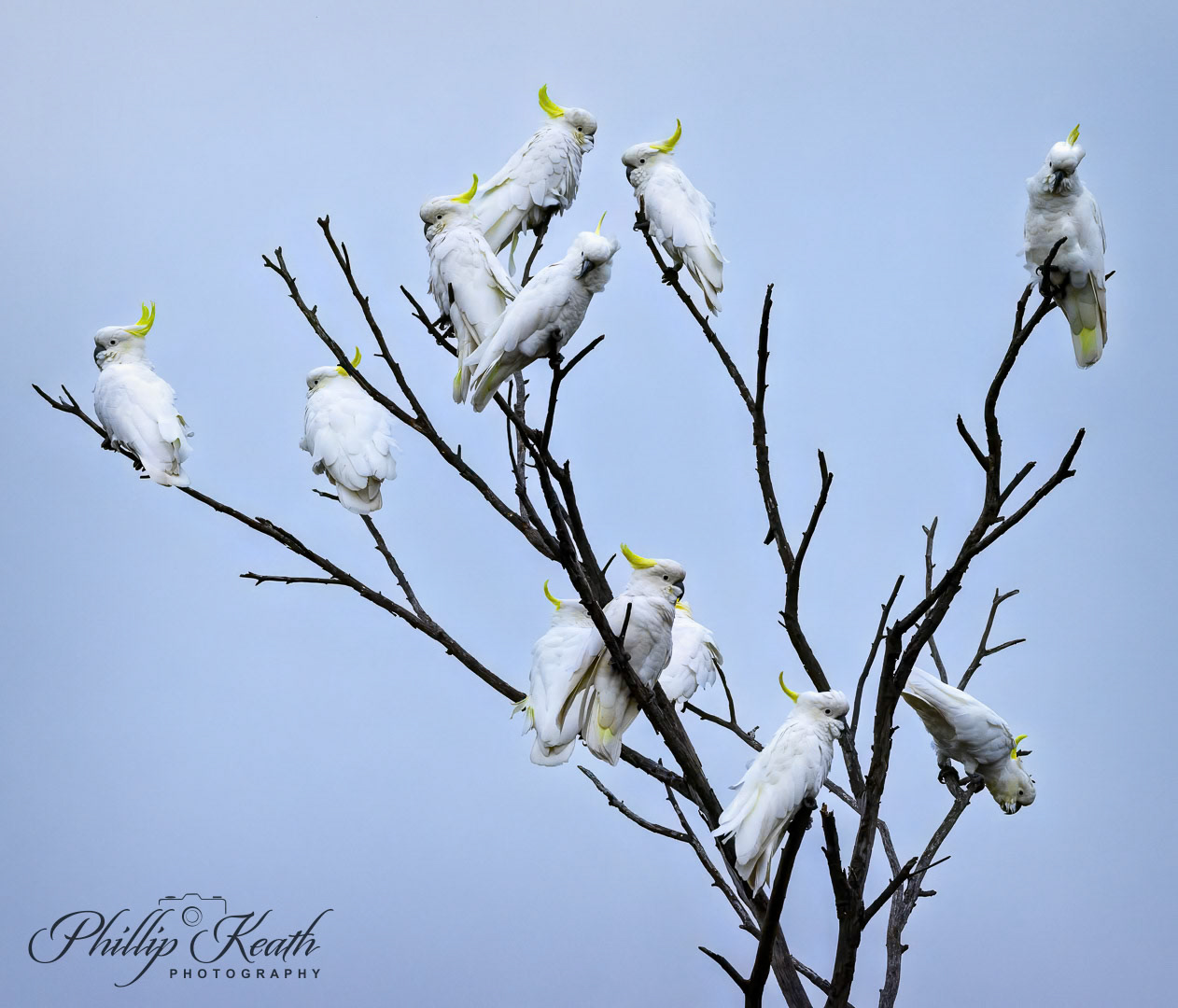 Sulpher Crested Cockatoos Image 15