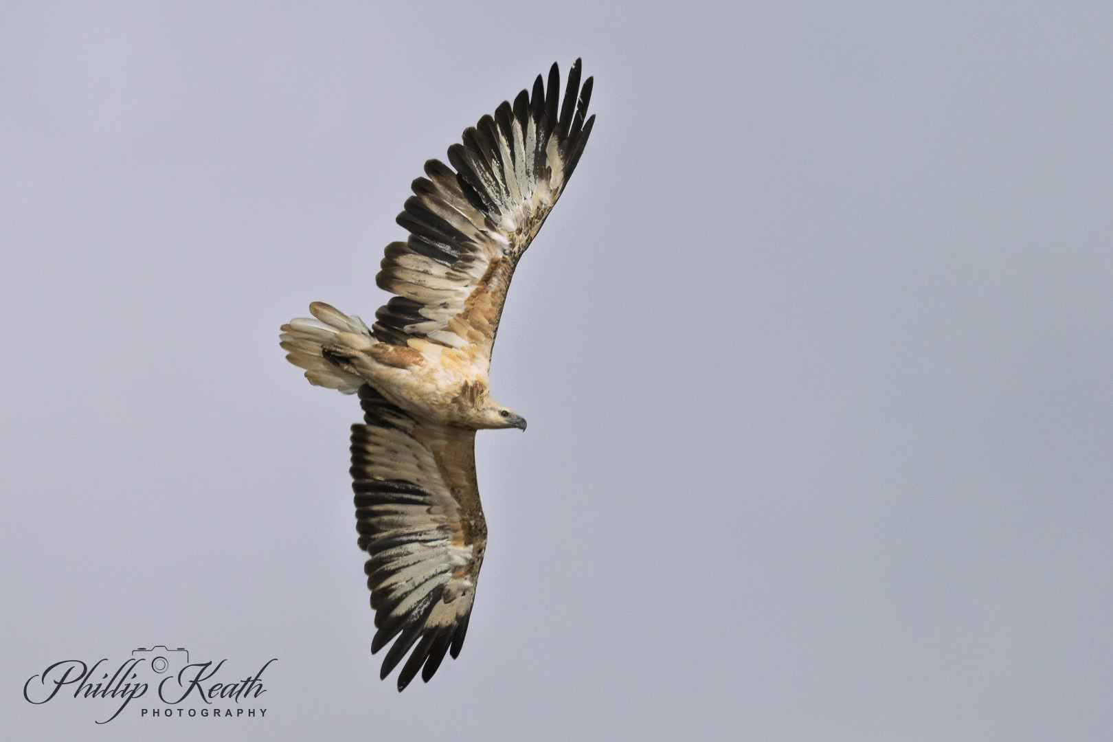 Immature Sea Eagle Image 2