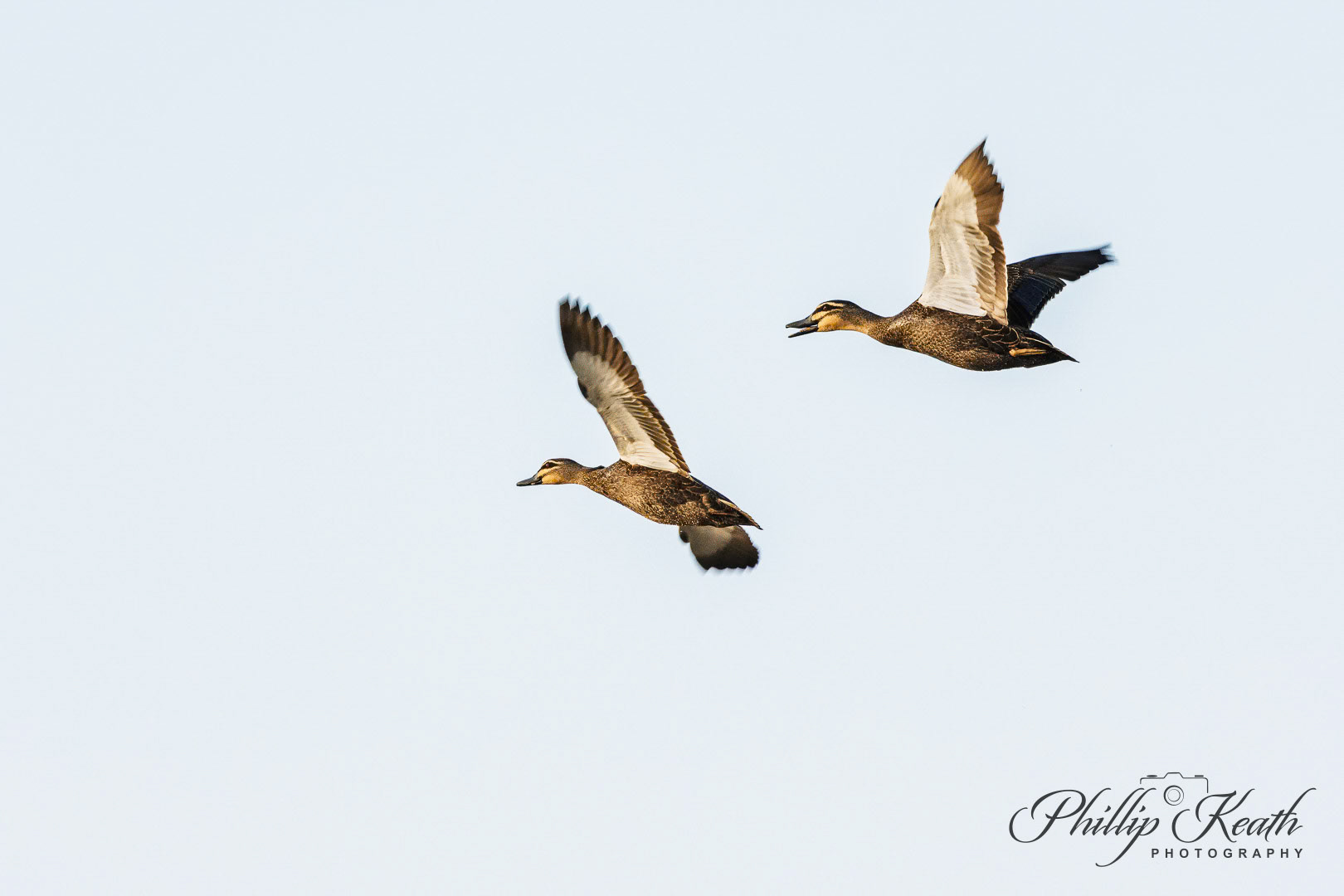 Pacific Black Duck Image 31