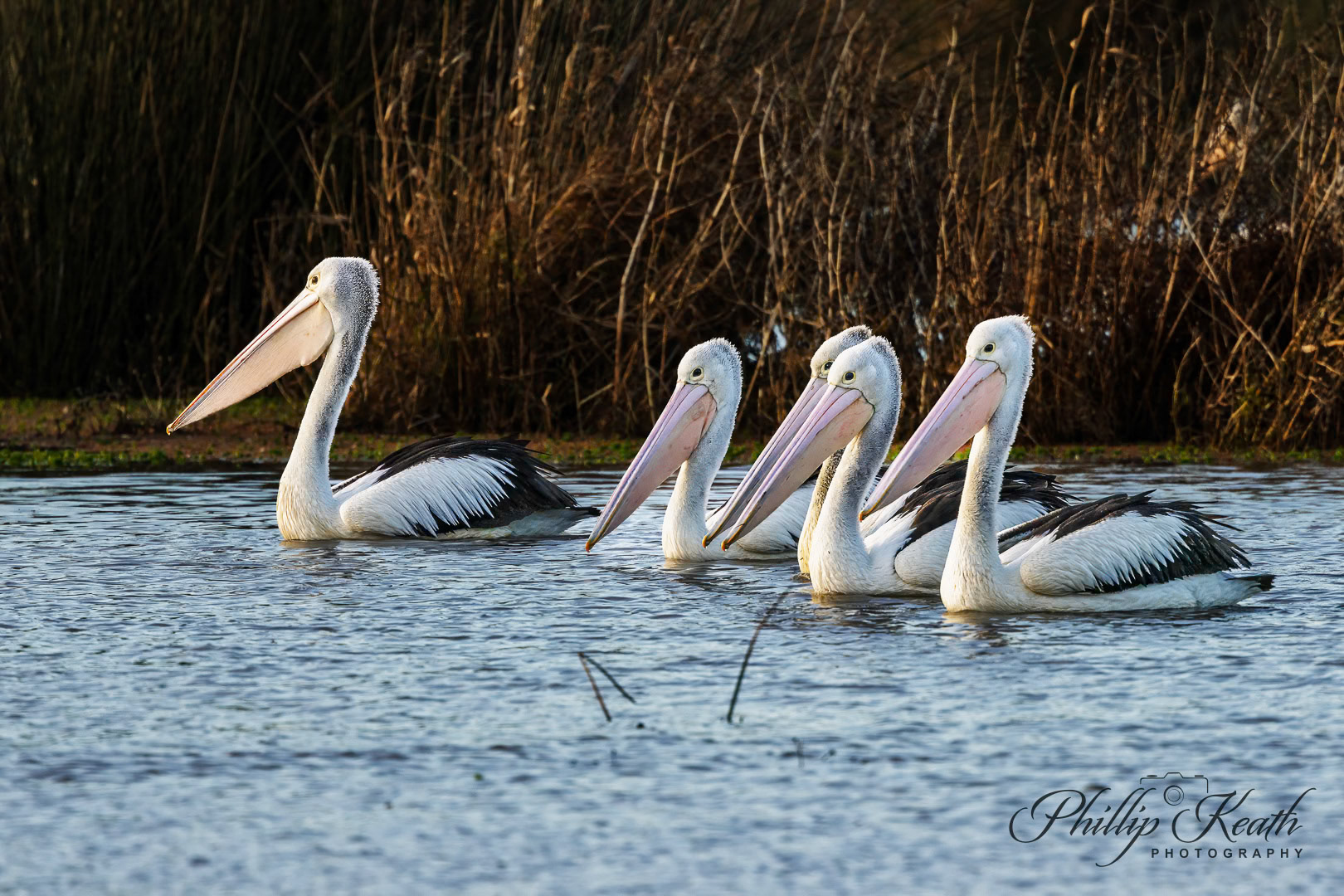Australian Pelican Image 32