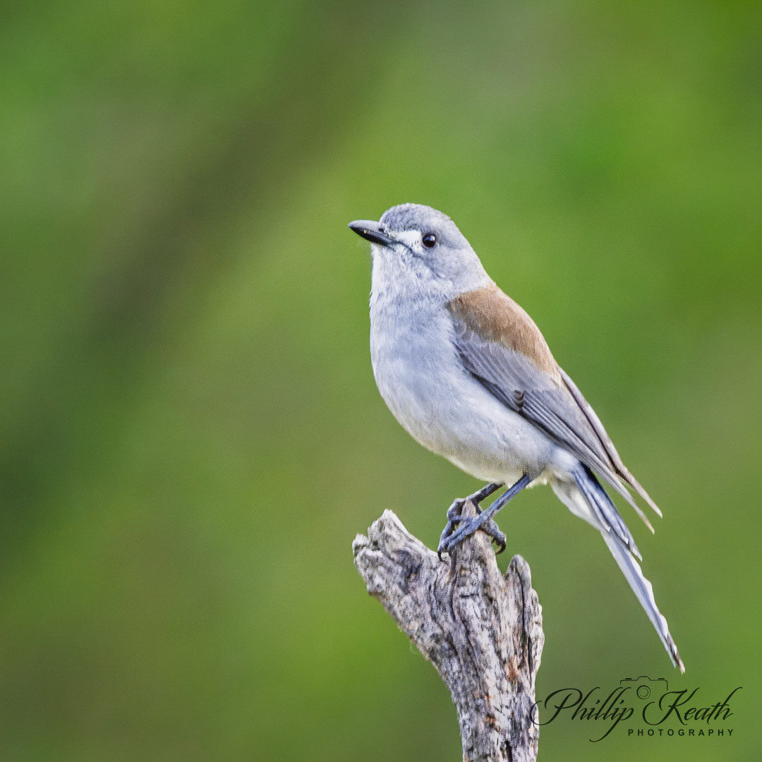 Grey Shrike Thrush Image 44