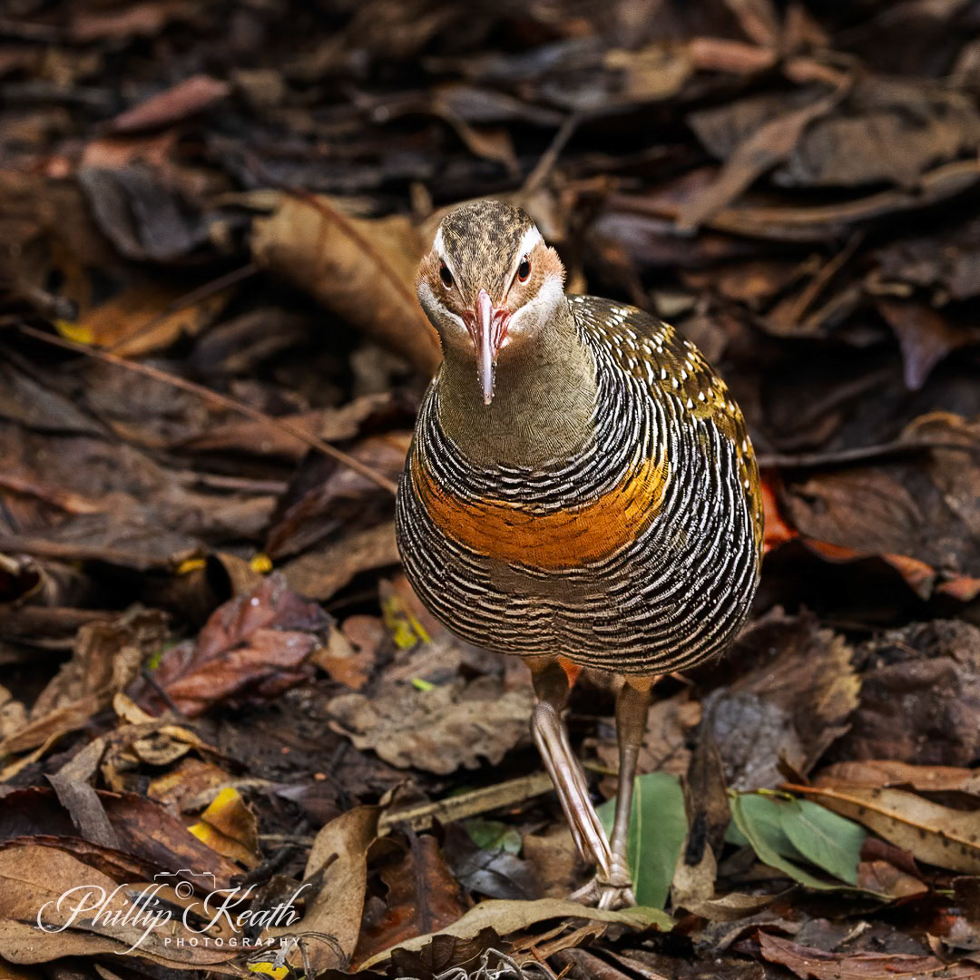 Buff-banded Rail Image 38