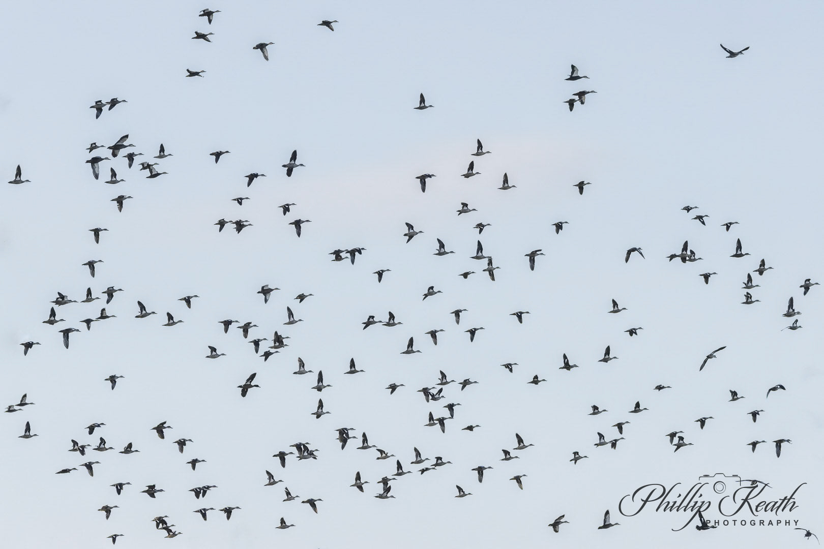 Teal & Black ducks in flight Image 33