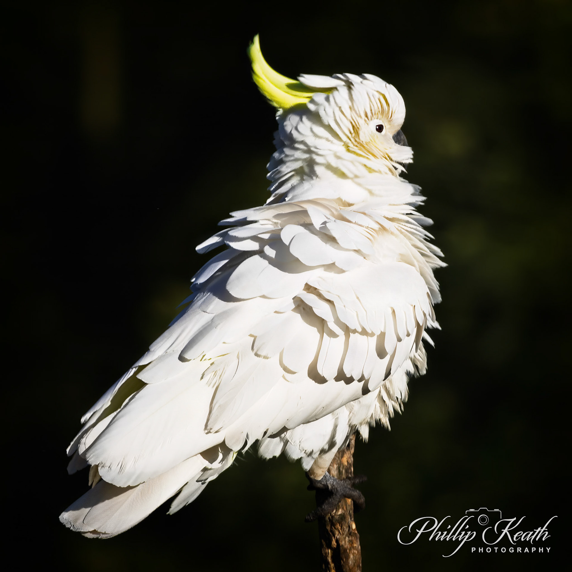 Sulpher Crested Cockatoo Image 9