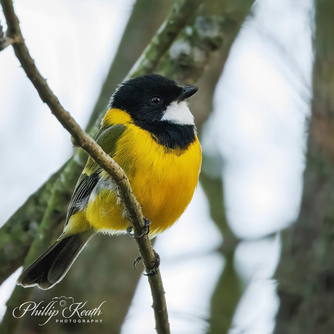 Golden Whistler Image 40