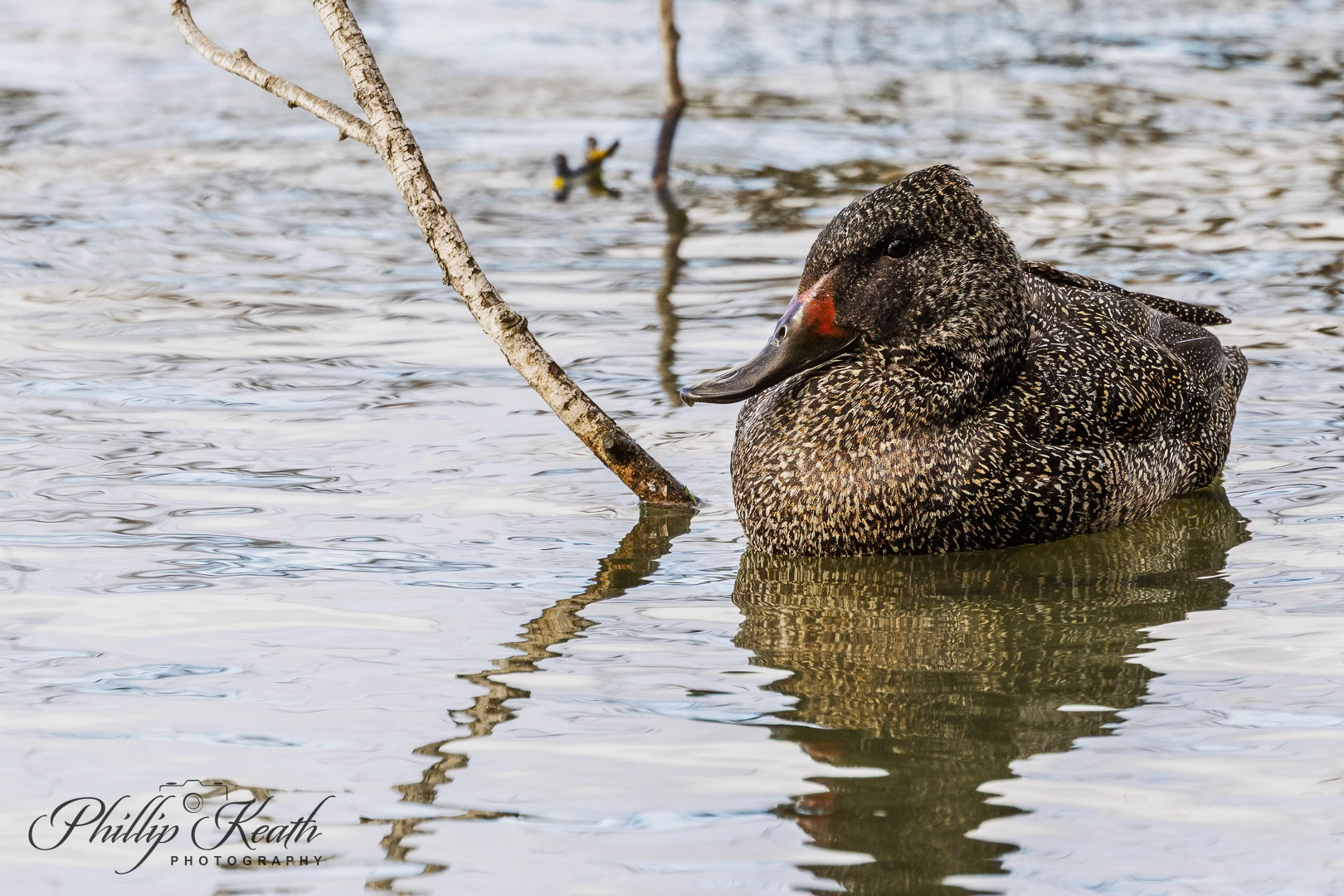 Freckled Duck Image 10