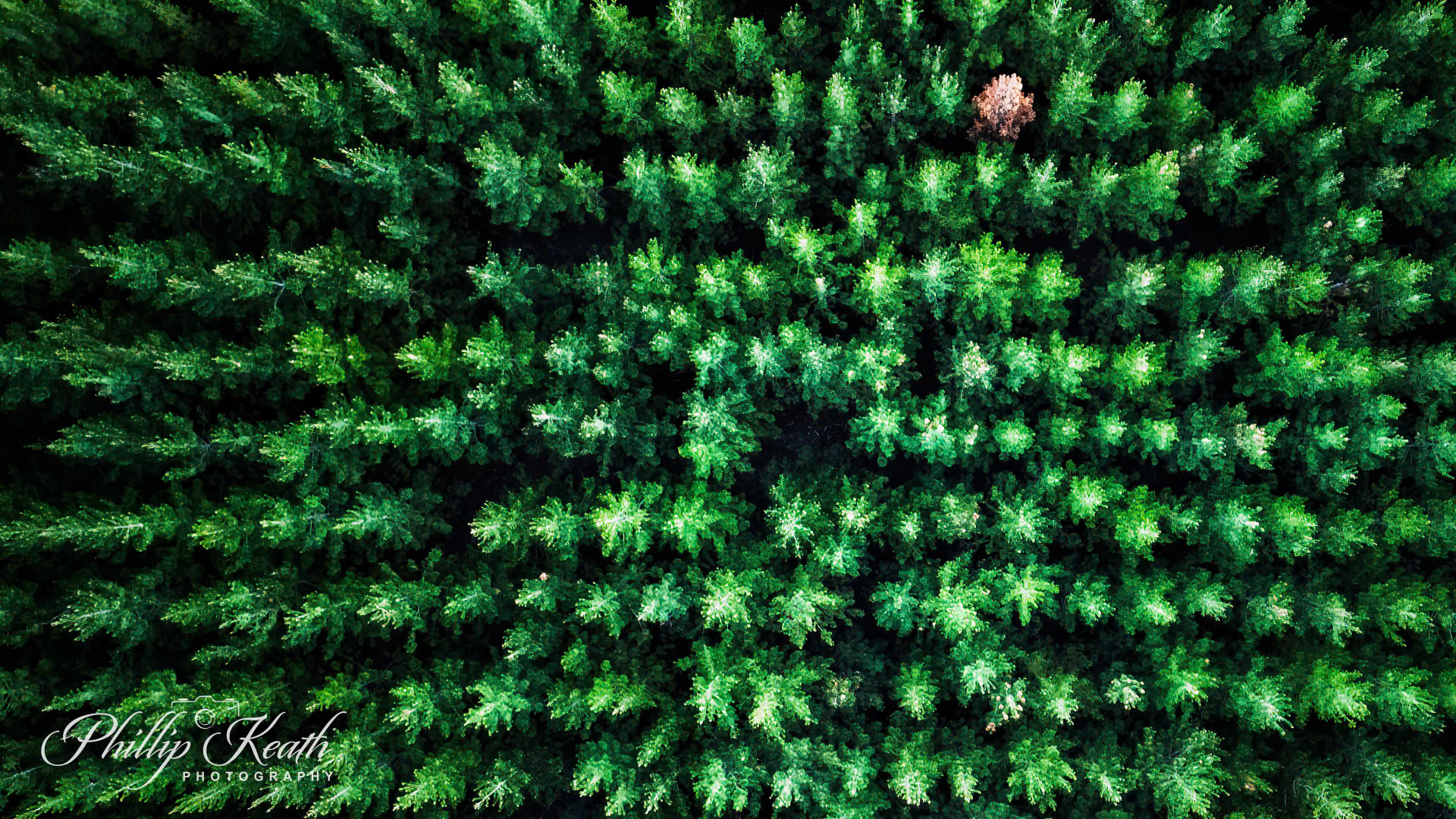 Radiata Pine Plantation Image 9