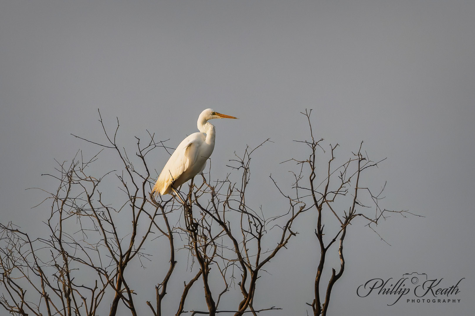 Great Egret Image 28