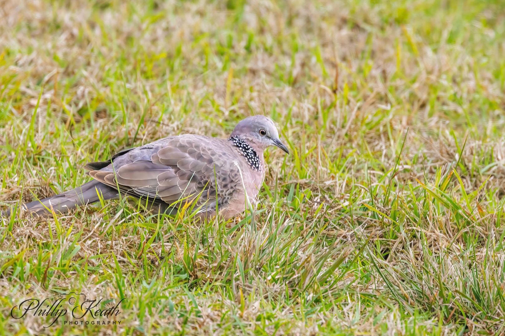 Spotted Dove Image 27