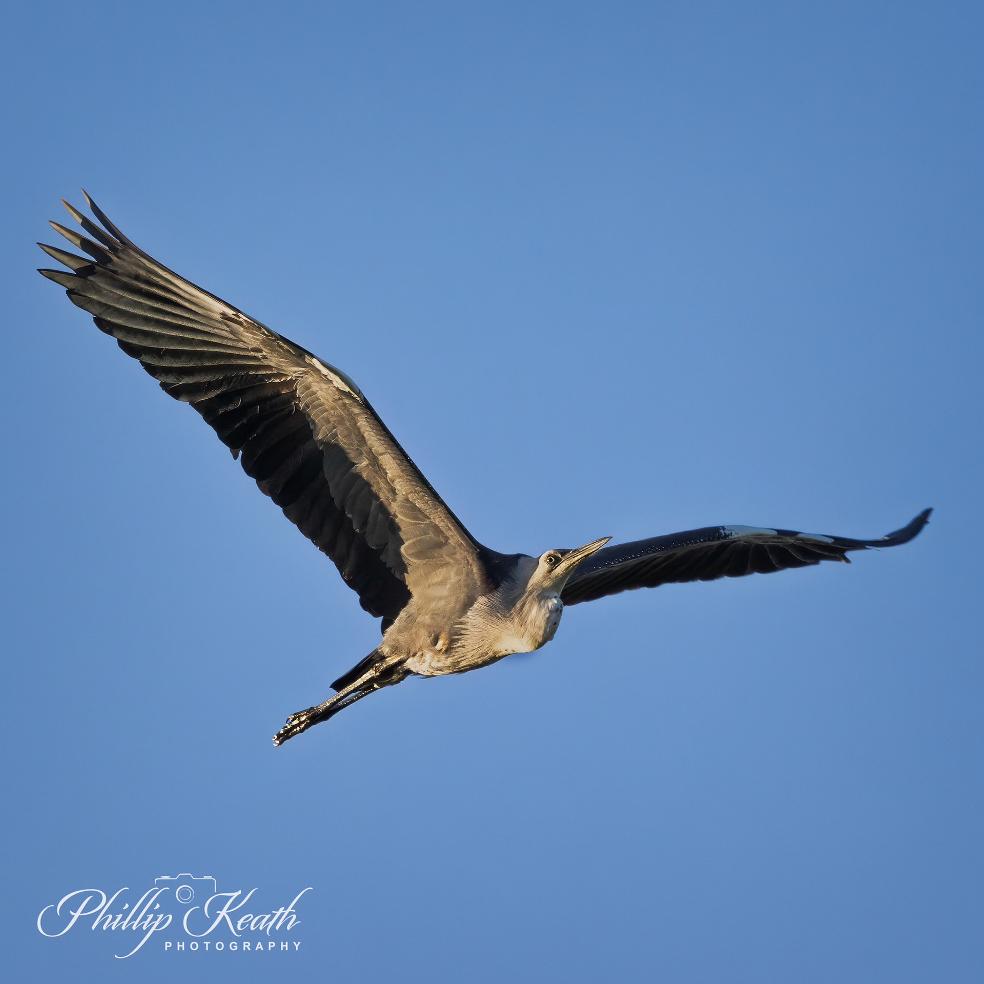 White-necked Heron Image 18