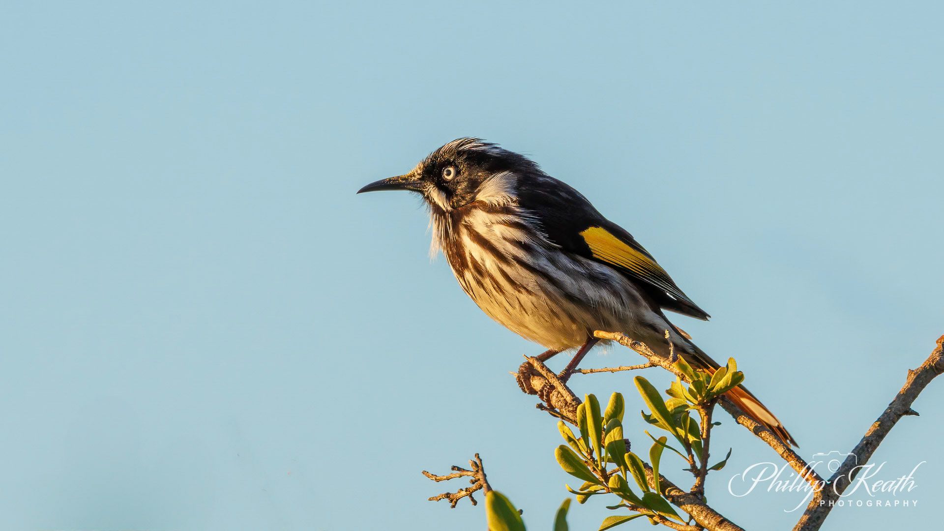 New Holland Honeyeater Image 39