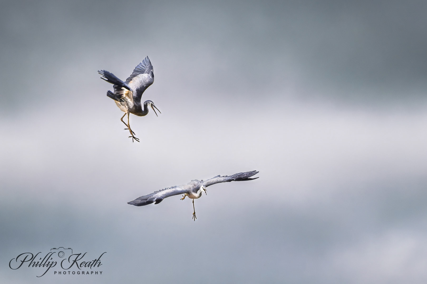 Dueling White-faced Herons Image 19