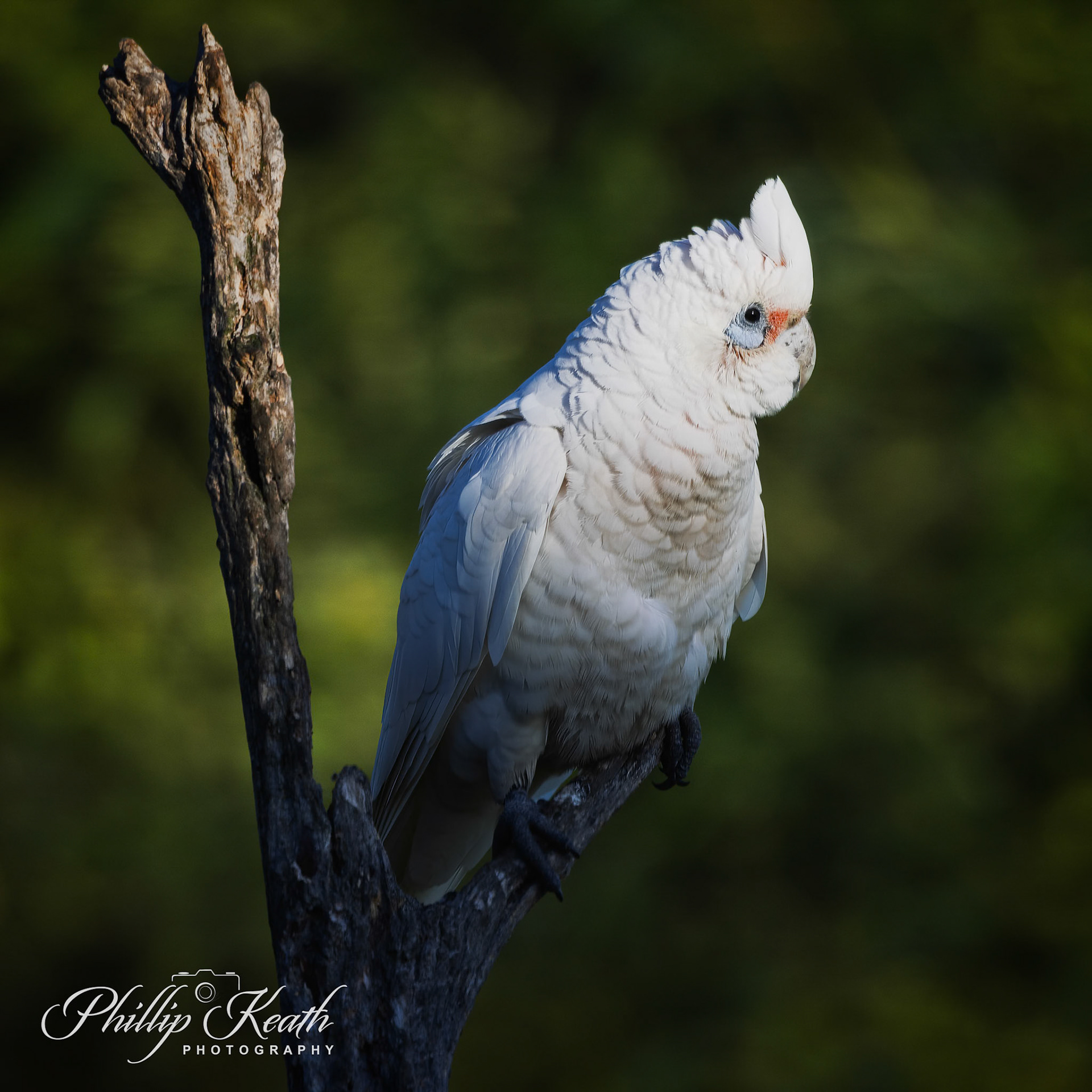 Little Corella Image 8