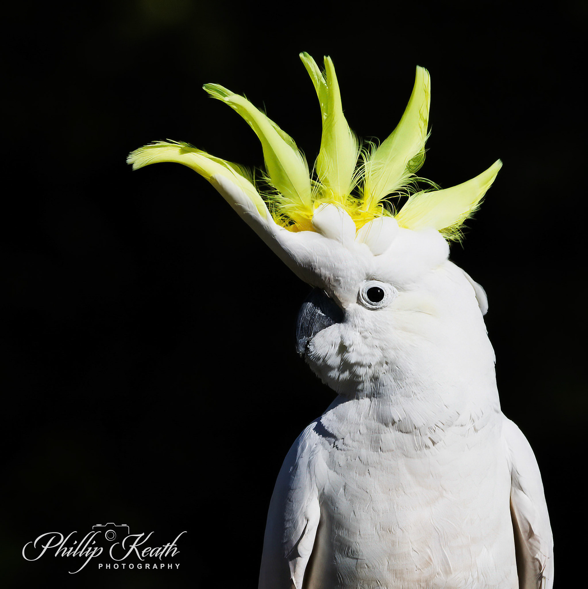 Sulpher Crested Cockatoo Image 12