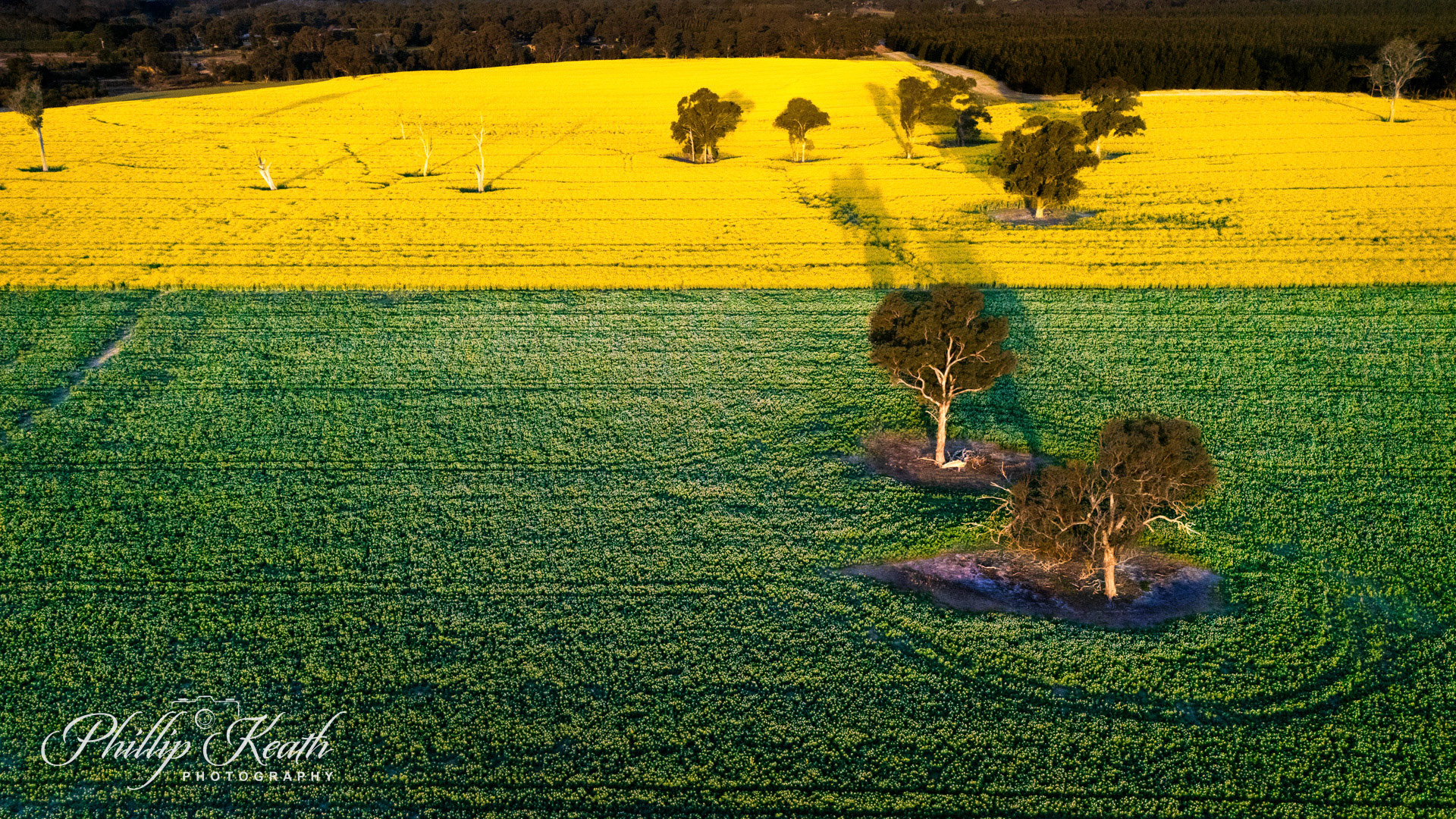 Green & Gold Image 23