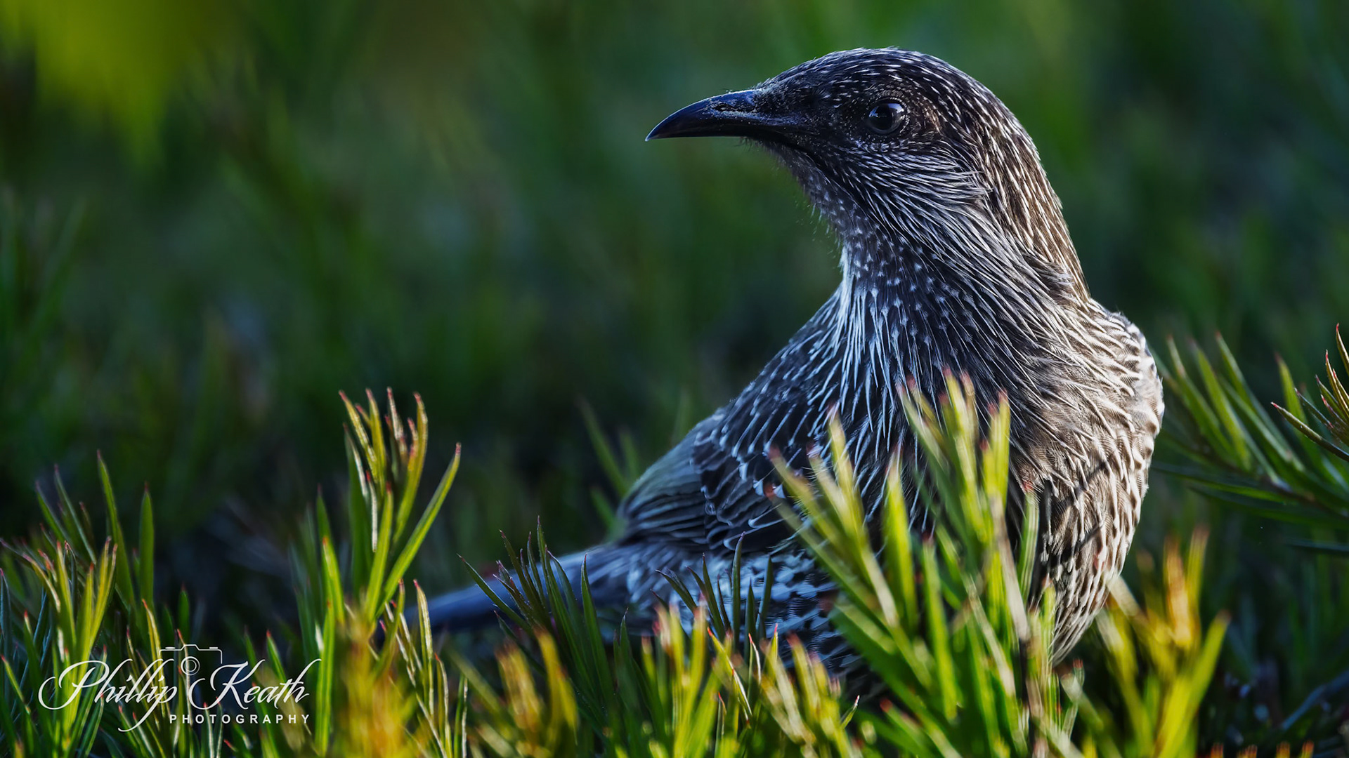Little Wattlebird Image 6