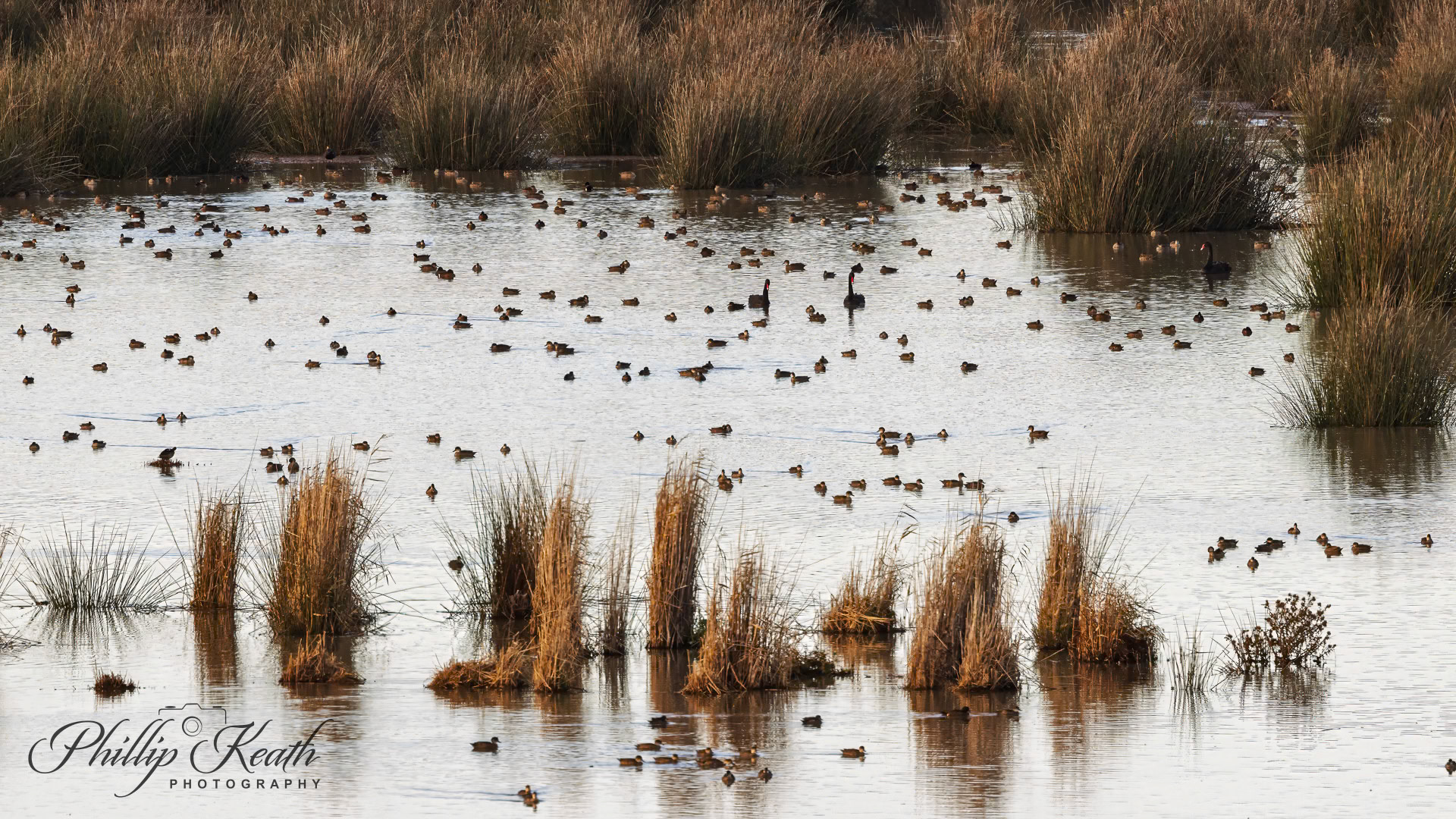 Teal, Black Ducks & Swans Image 35