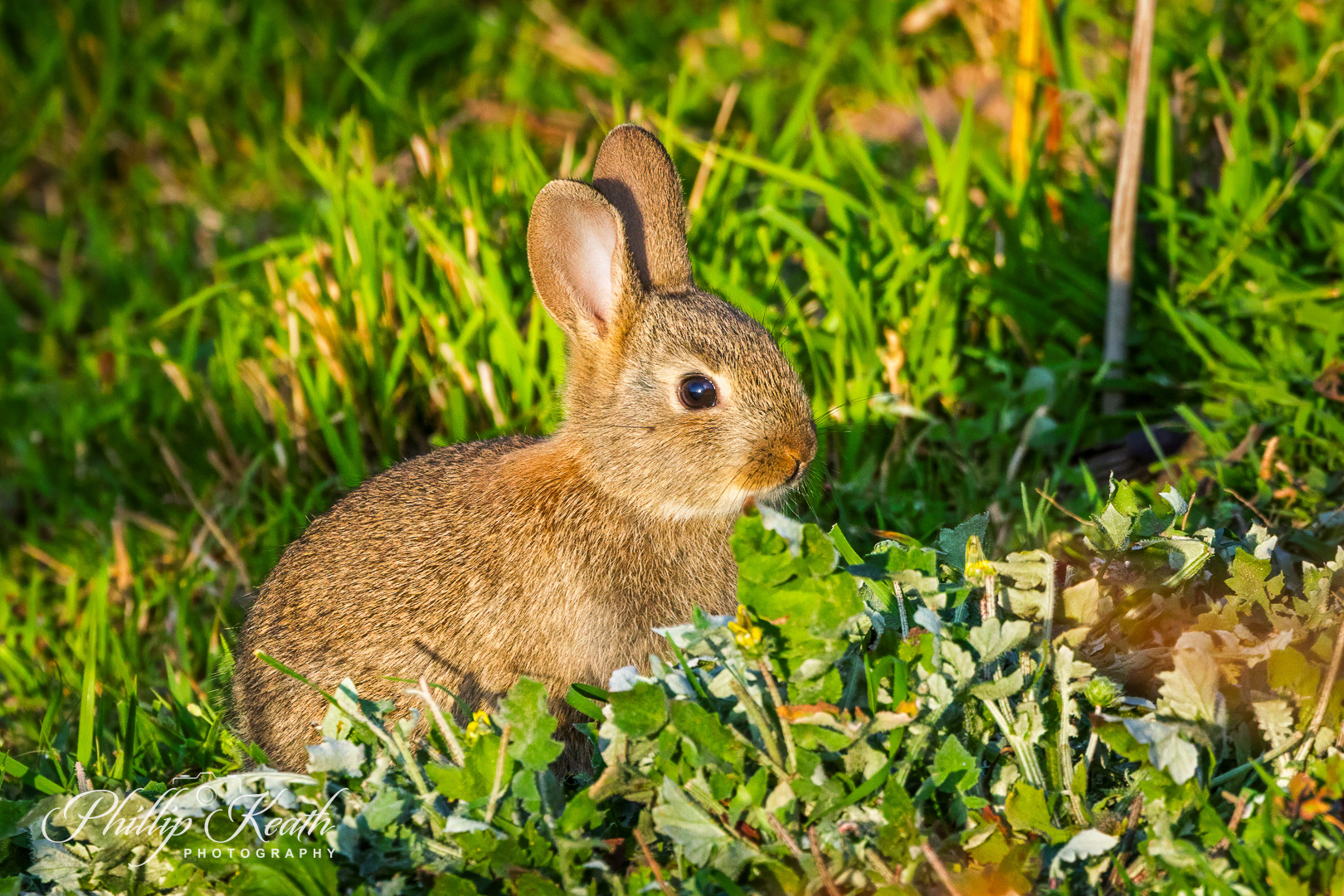 Young Rabbit Image 8