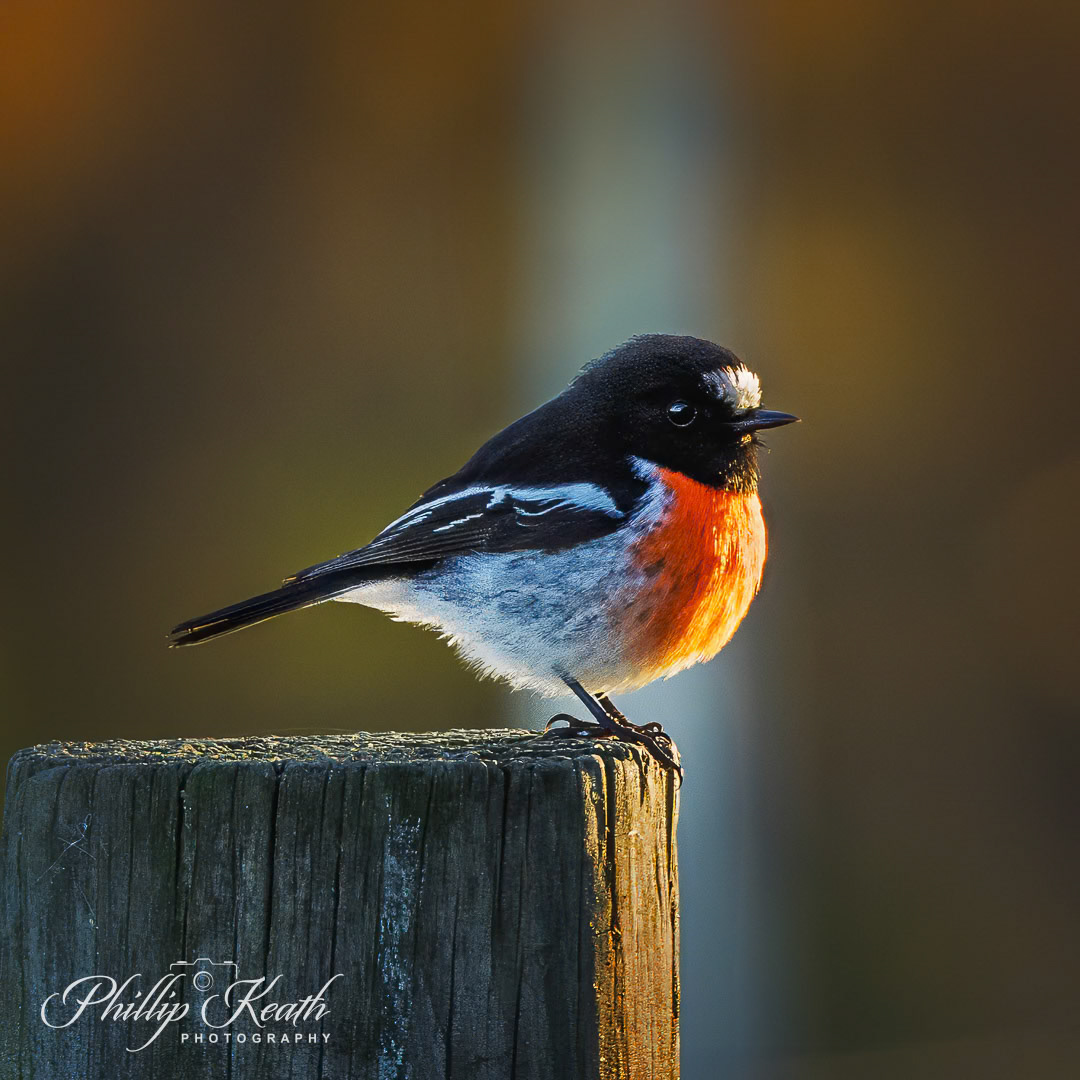Scarlett Honeyeater Image 42