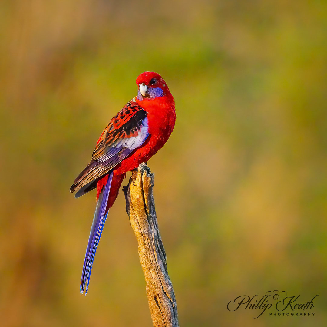 Crimson Rosella Image 25