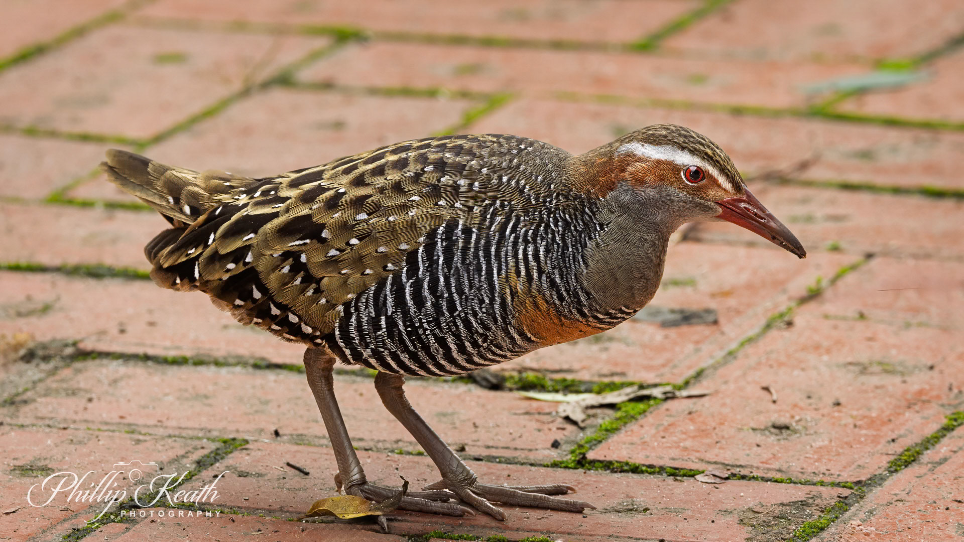 Buff-banded Rail Image 37