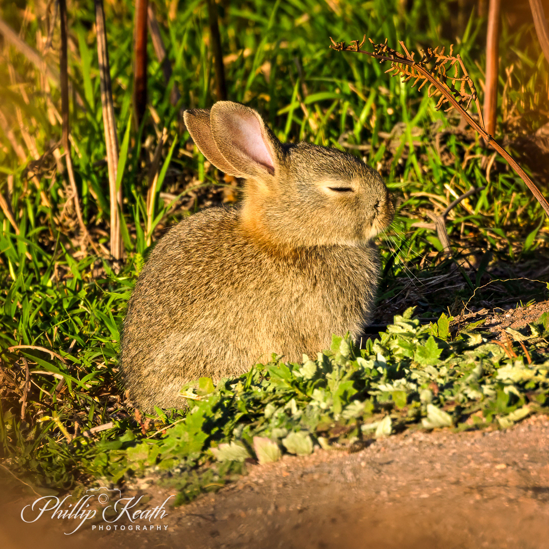 Late Afternoon Snooze Image 7