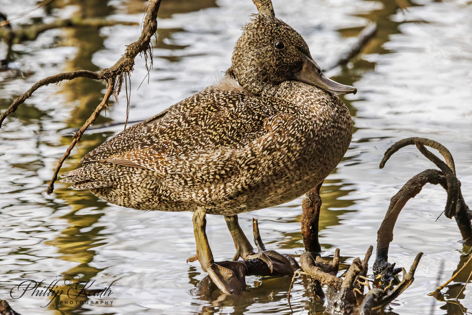 Freckled Duck Image 12